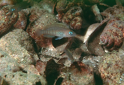 Neolamprologus multifasciatus 'Mbita Island'